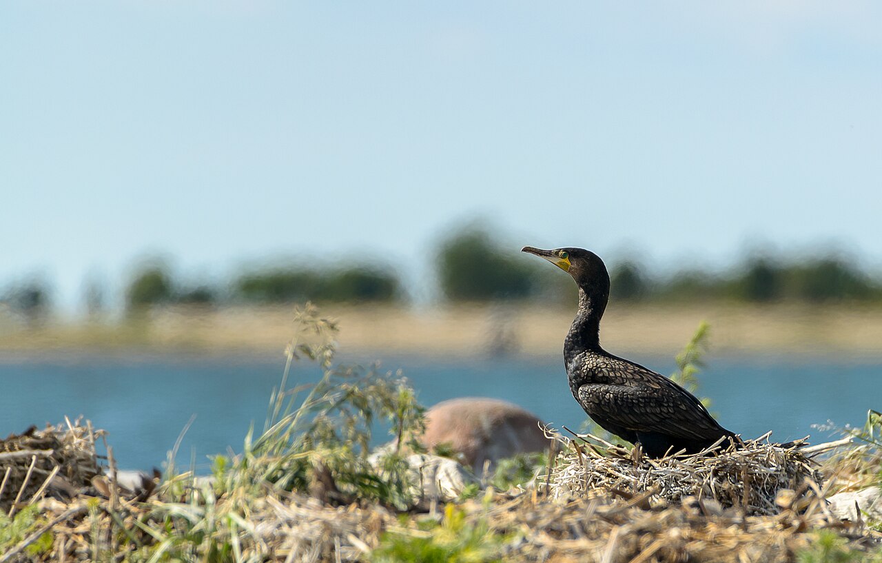 Aalscholver (Phalacrocorax carbo)