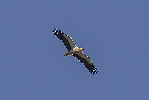 Egyptian Vulture (Neophron percnopterus)