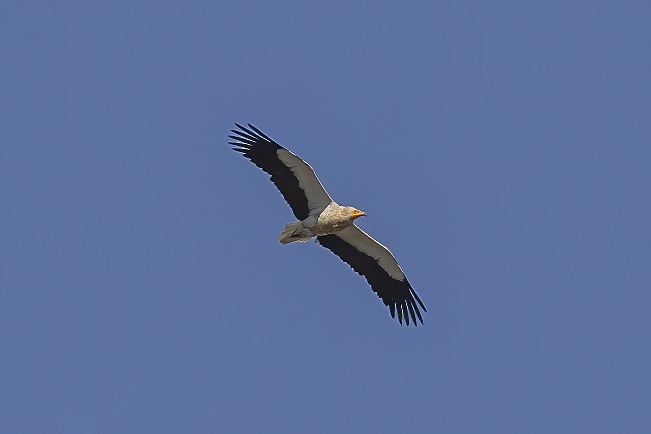 Alimoche común (Neophron percnopterus)