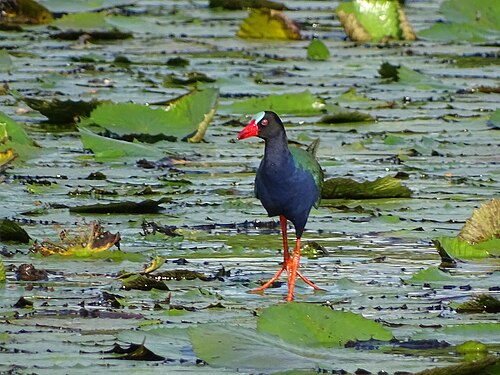Allen's Gallinule (Porphyrio alleni)