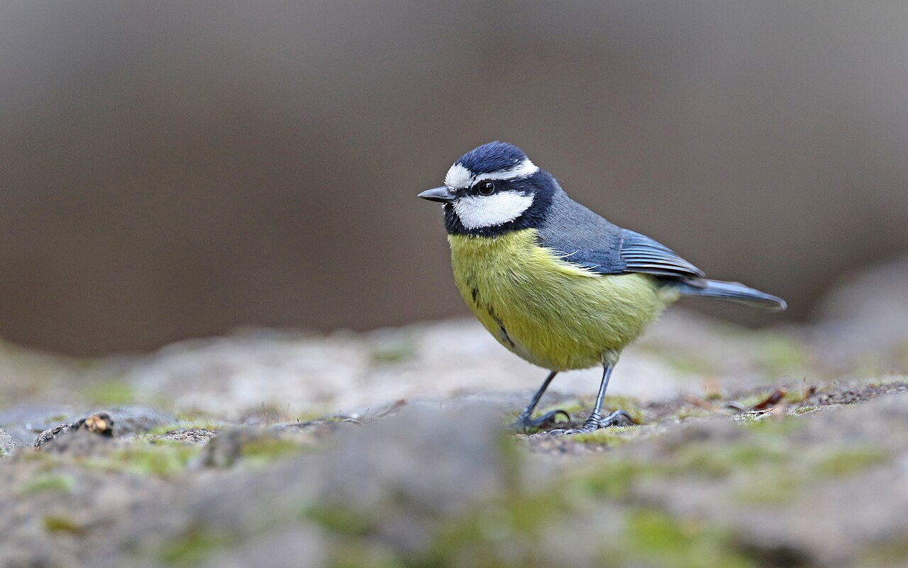 African Blue Tit (Cyanistes teneriffae)