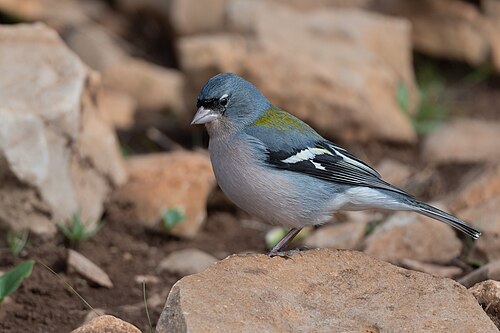 African Chaffinch (Fringilla spodiogenys)