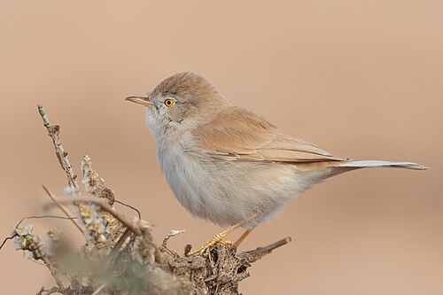 African Desert Warbler (Curruca deserti)