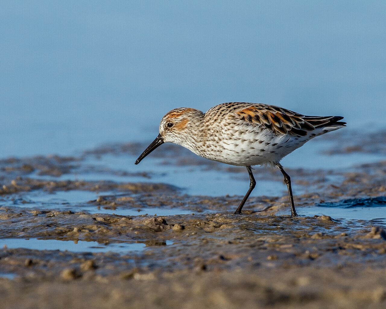 Correlimos de Alaska (Calidris mauri)