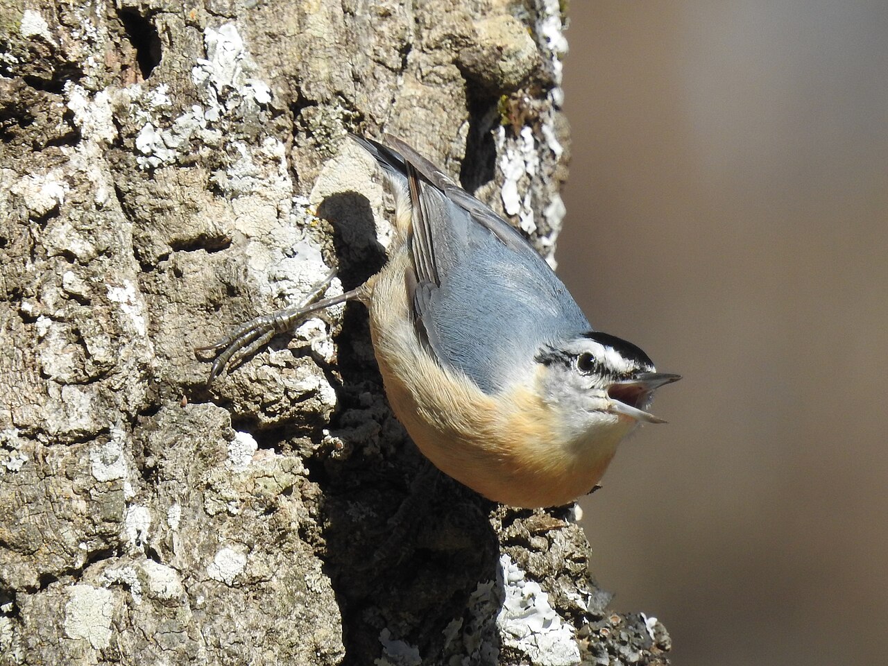 Algerian Nuthatch (Sitta ledanti)