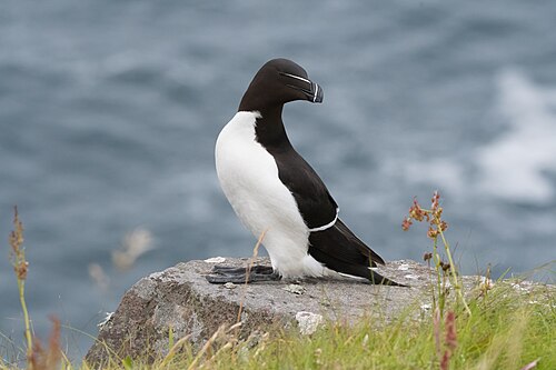 Razorbill (Alca torda)