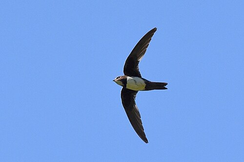 Alpine Swift (Tachymarptis melba)