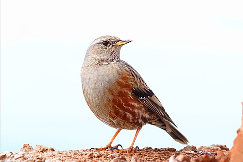 Alpine Accentor (Prunella collaris)