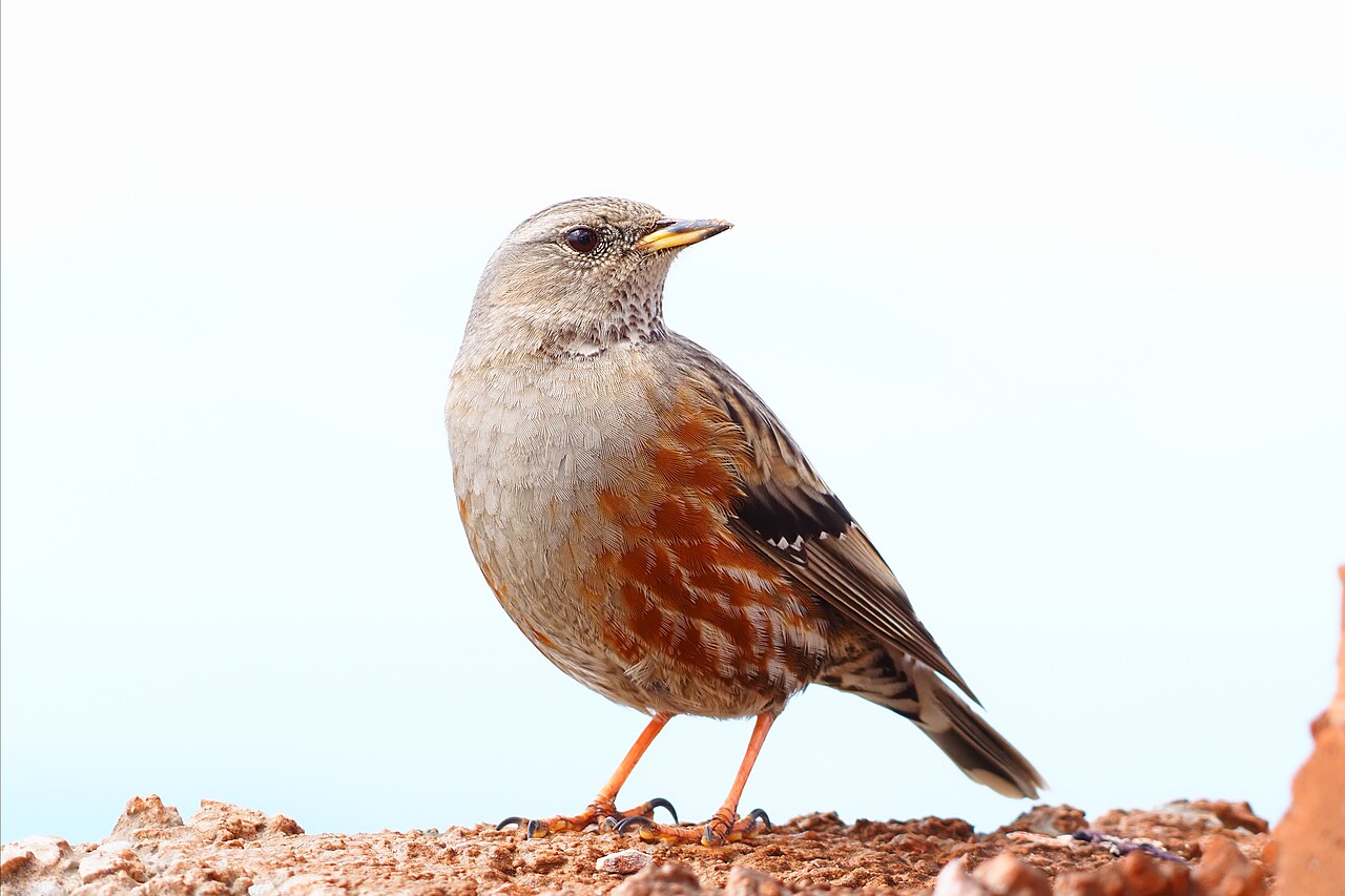 Alpine Accentor (Prunella collaris)
