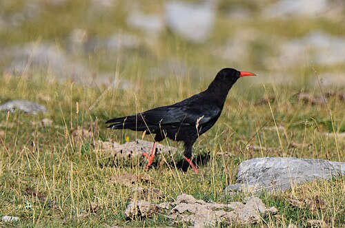 Red-Billed Chough (Pyrrhocorax pyrrhocorax)