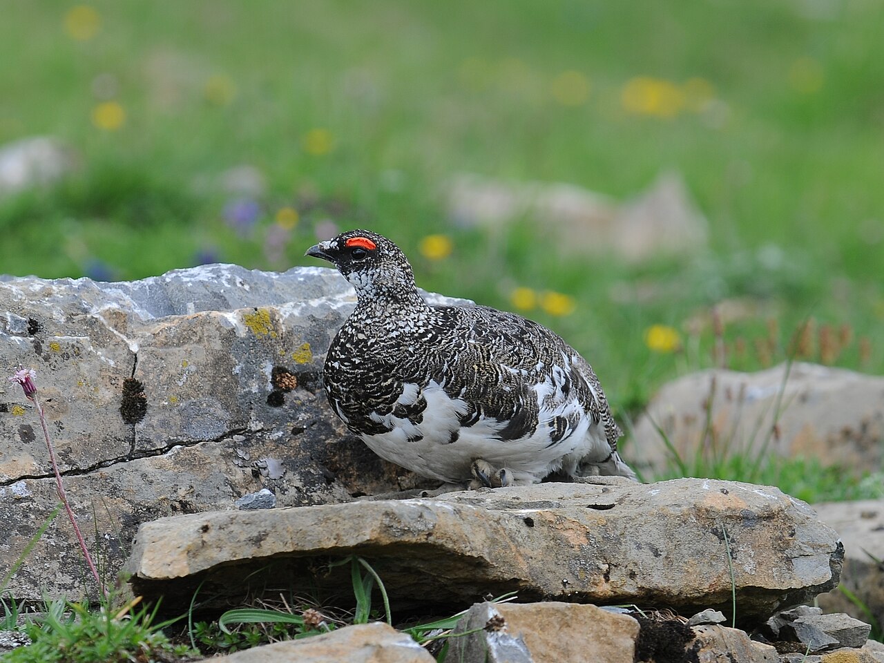 Rock Ptarmigan (Lagopus muta)