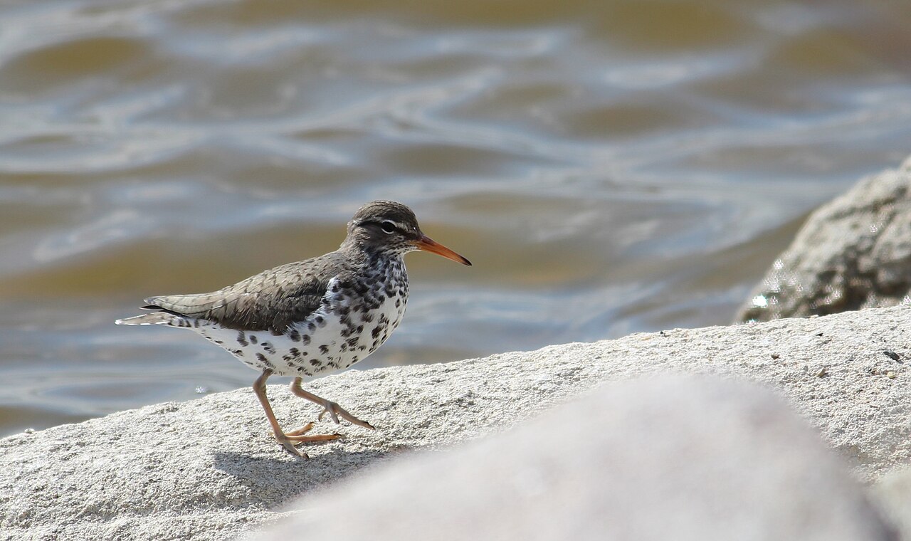 Andarríos maculado (Actitis macularius)