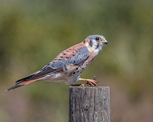 American Kestrel (Falco sparverius)