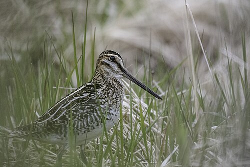 Wilson's Snipe (Gallinago delicata)
