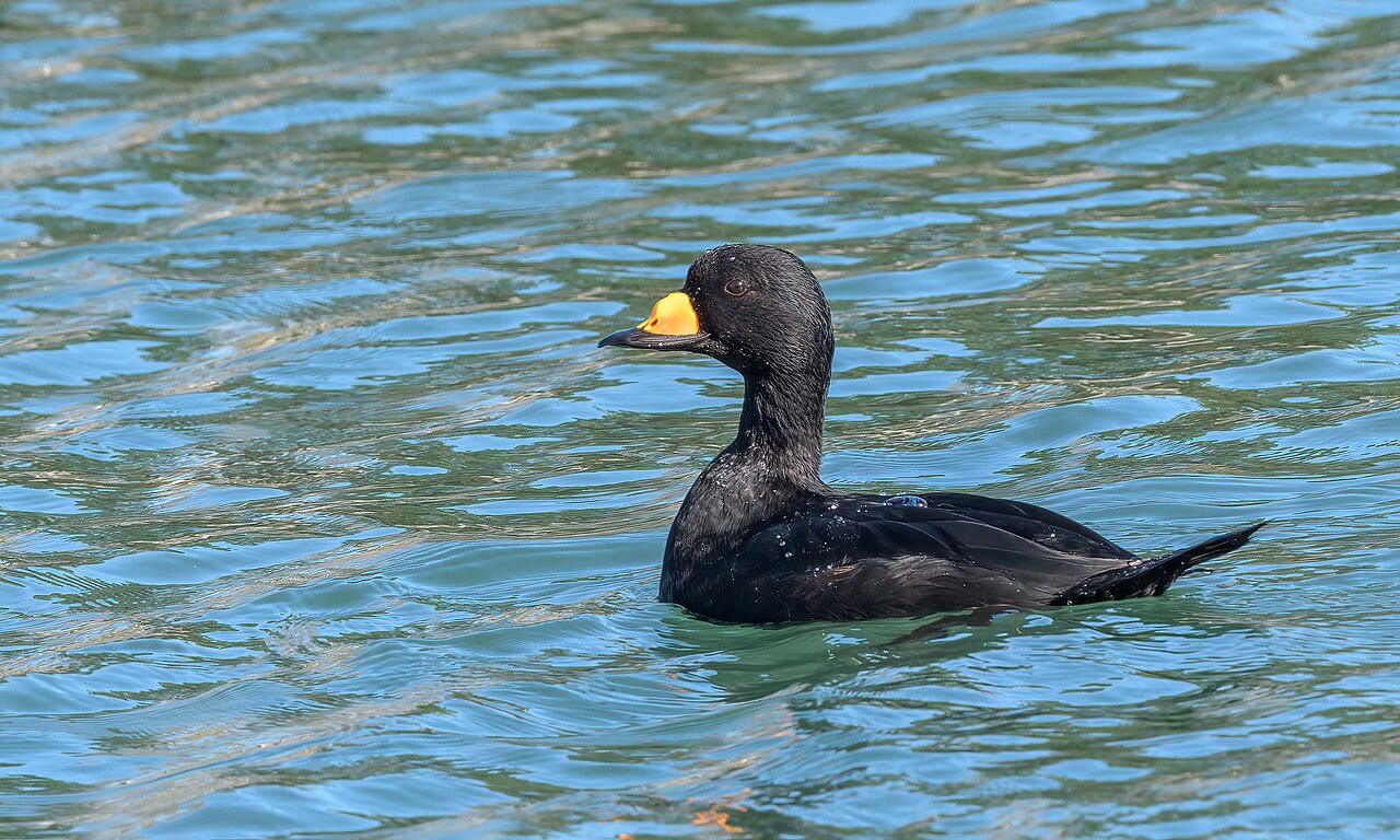 Black Scoter (Melanitta americana)