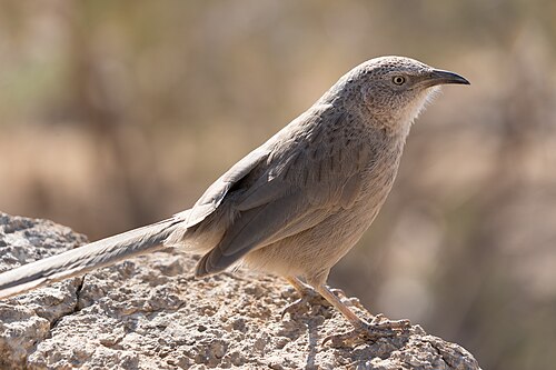 Arabian Babbler (Argya squamiceps)