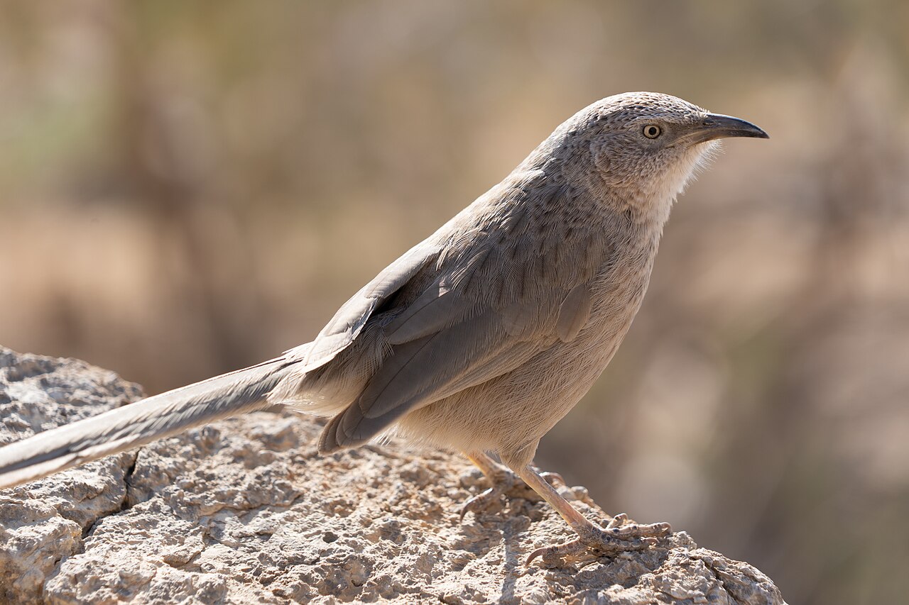 Turdoide árabe (Argya squamiceps)