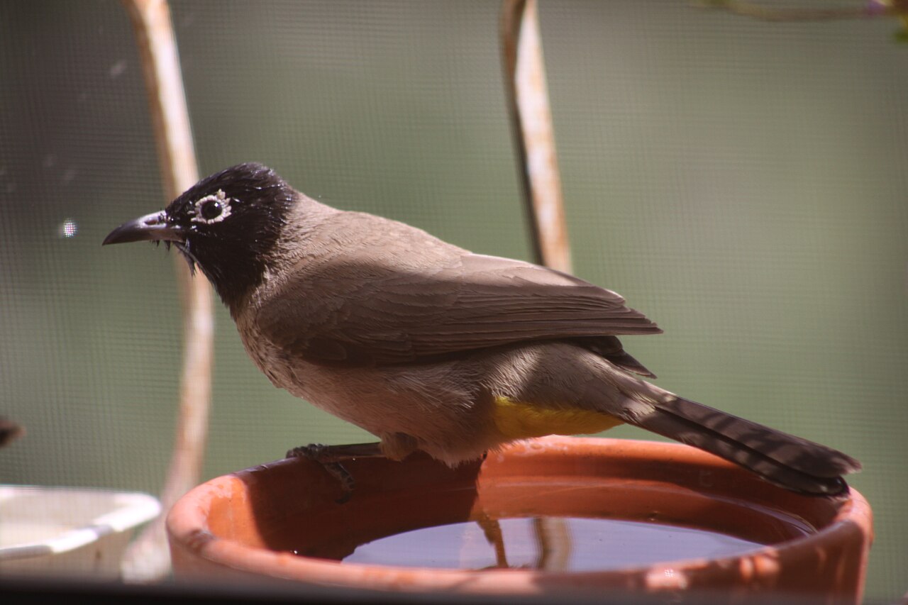 White-Spectacled Bulbul (Pycnonotus xanthopygos)
