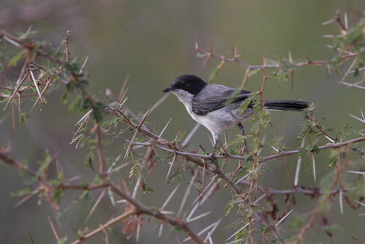 Curruca árabe (Curruca leucomelaena)