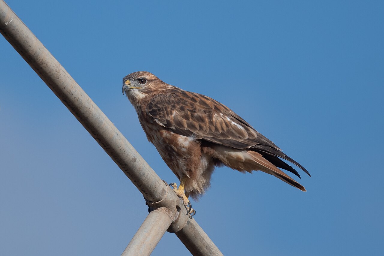 Arendbuizerd (Buteo rufinus)