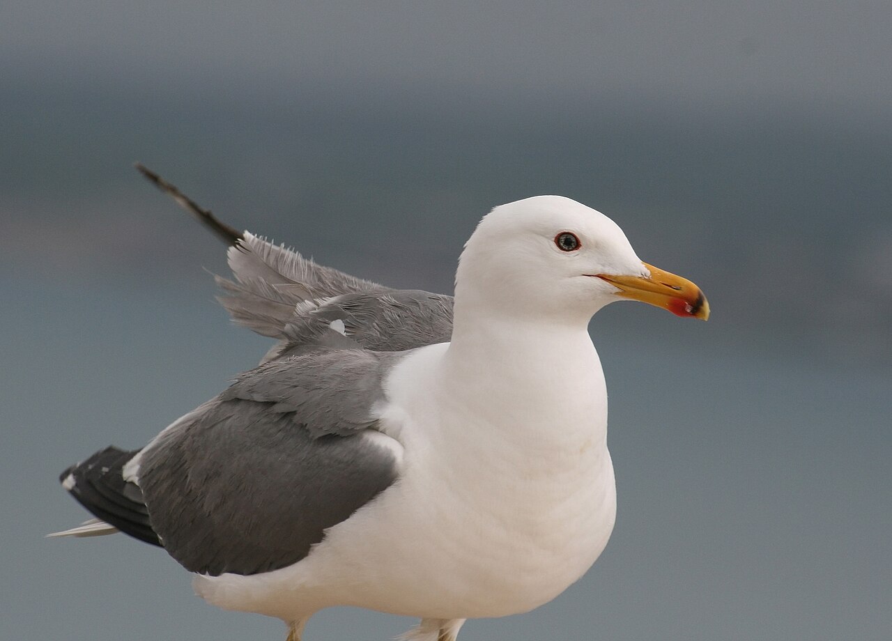 Gaviota armenia (Larus armenicus)