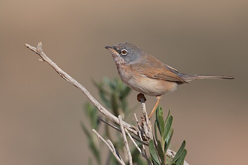 Tristram's Warbler (Curruca deserticola)