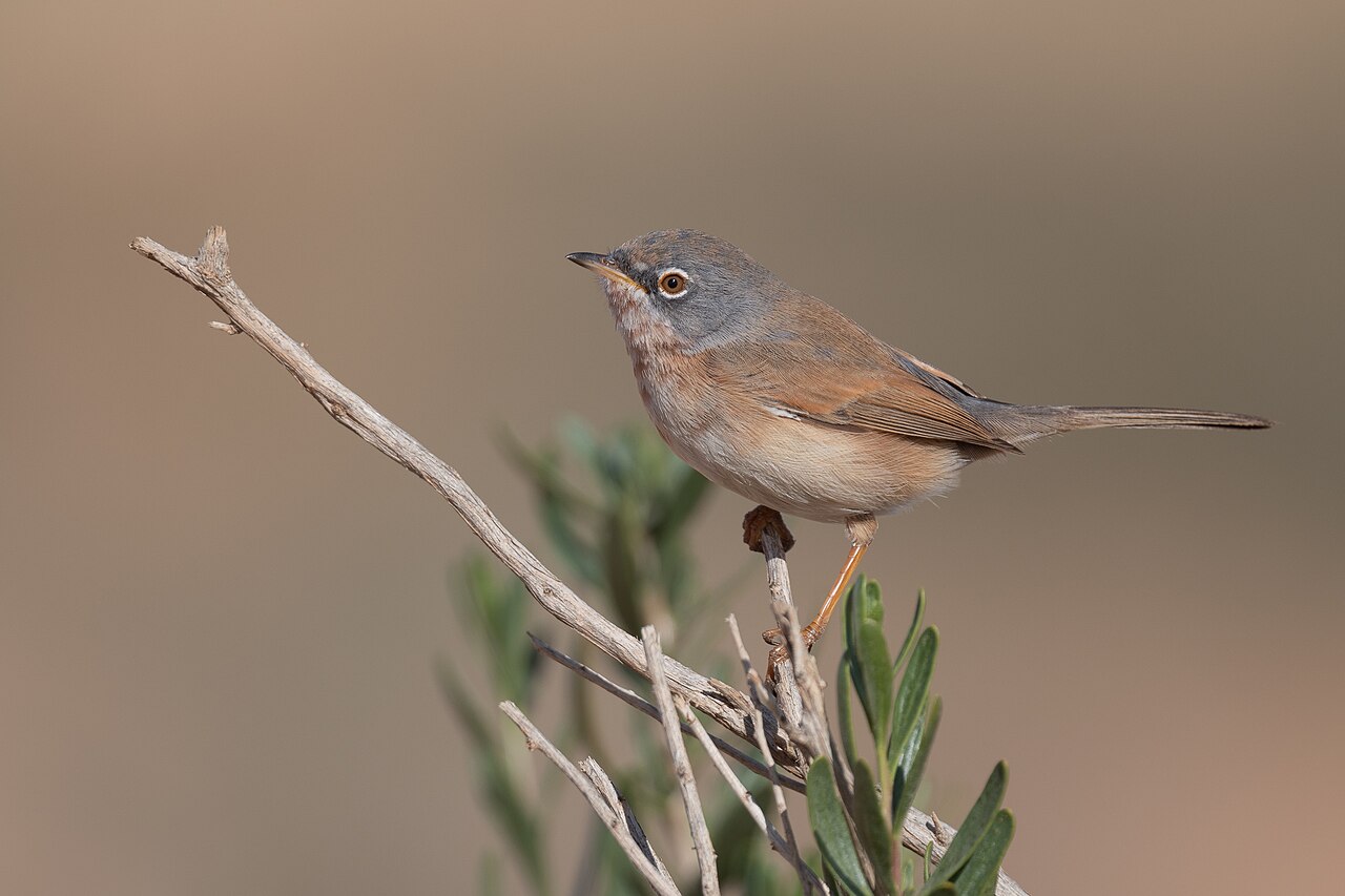 Tristram's Warbler (Curruca deserticola)