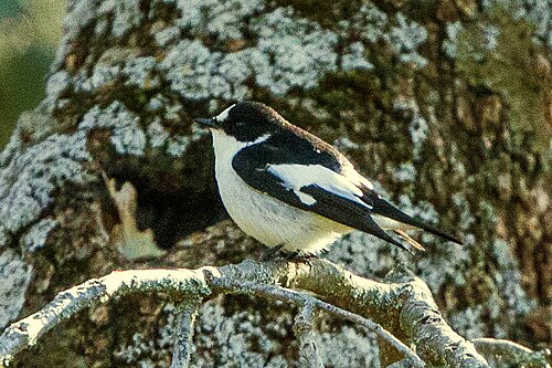 Atlas Pied Flycatcher (Ficedula speculigera)