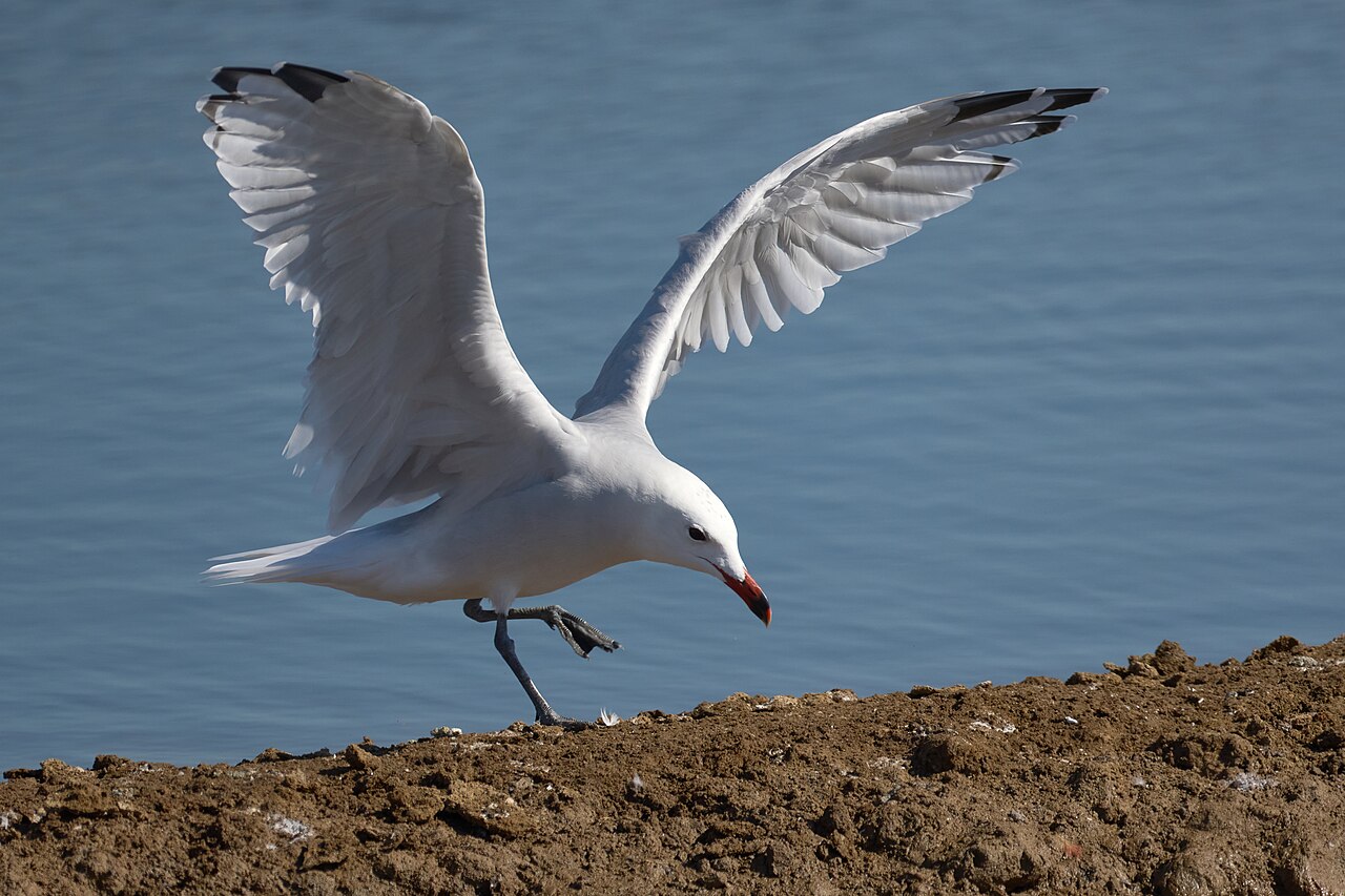 Audouin's Gull (Ichthyaetus audouinii)