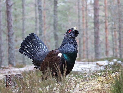 Western Capercaillie (Tetrao urogallus)