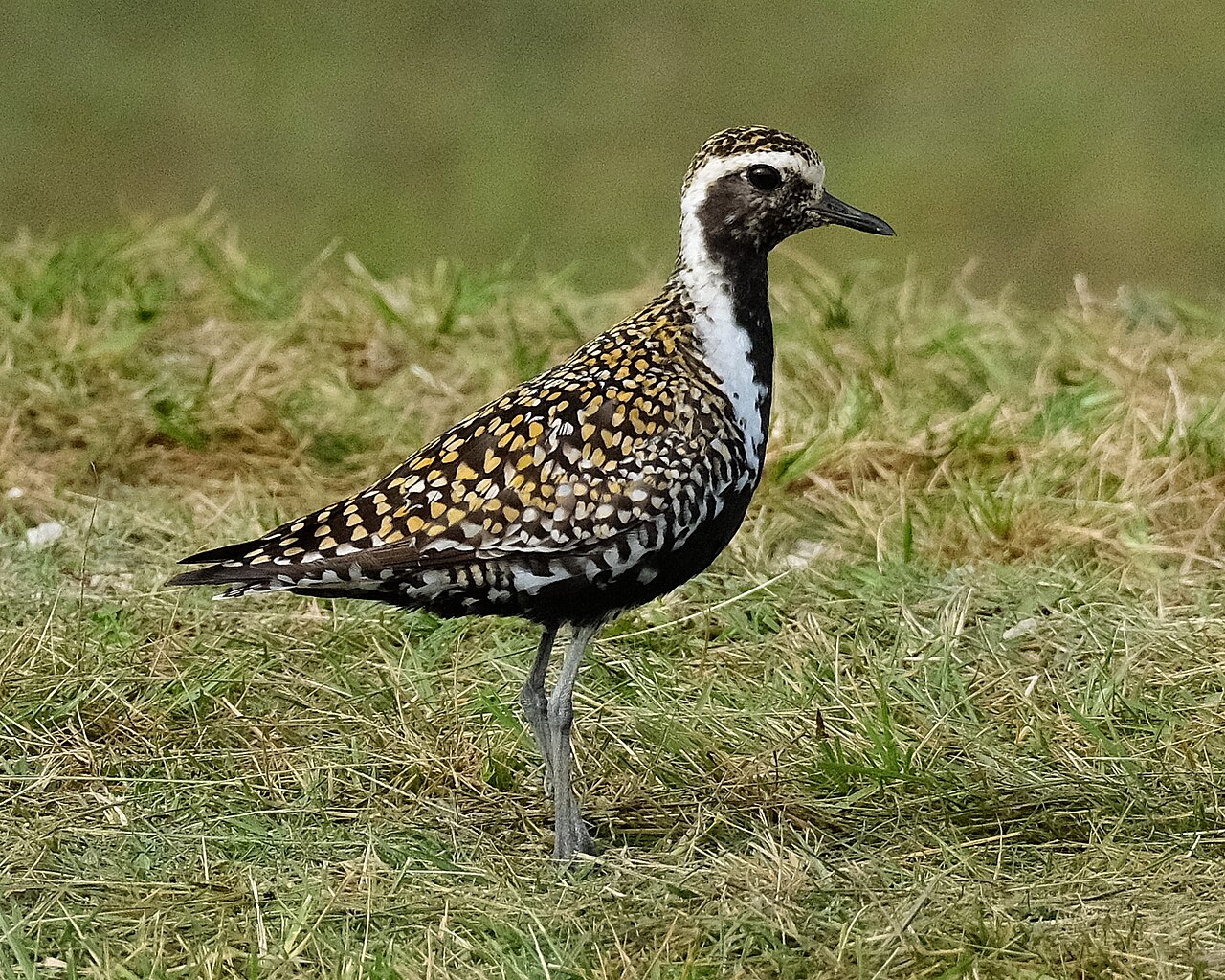 Chorlito dorado siberiano (Pluvialis fulva)
