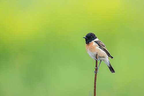 Siberian Stonechat (Saxicola maurus)