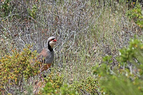 Chukar Partridge (Alectoris chukar)