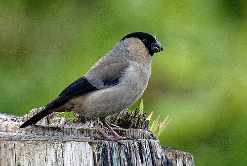 Azores Bullfinch (Pyrrhula murina)
