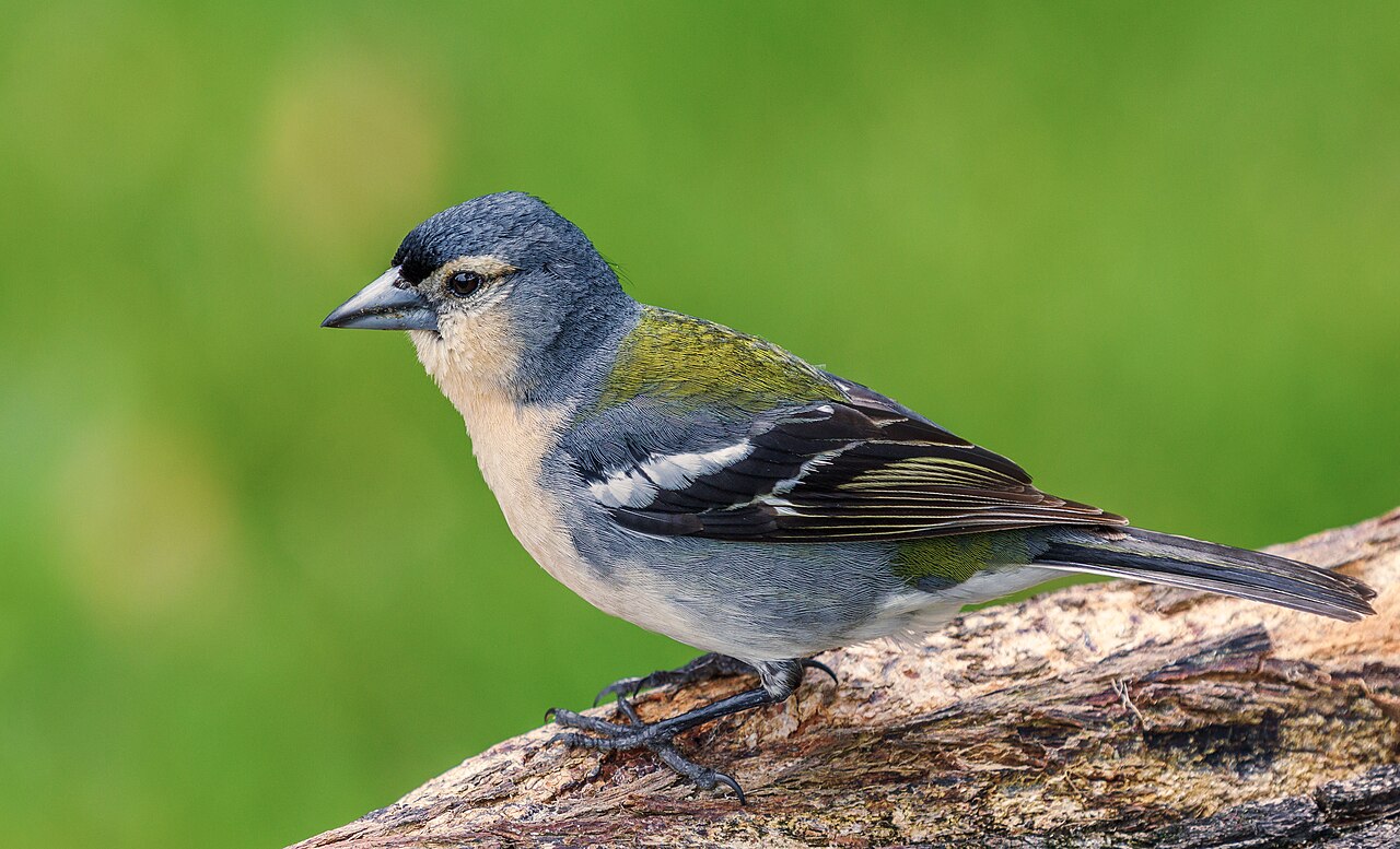 Pinzón de las Azores (Fringilla moreletti)