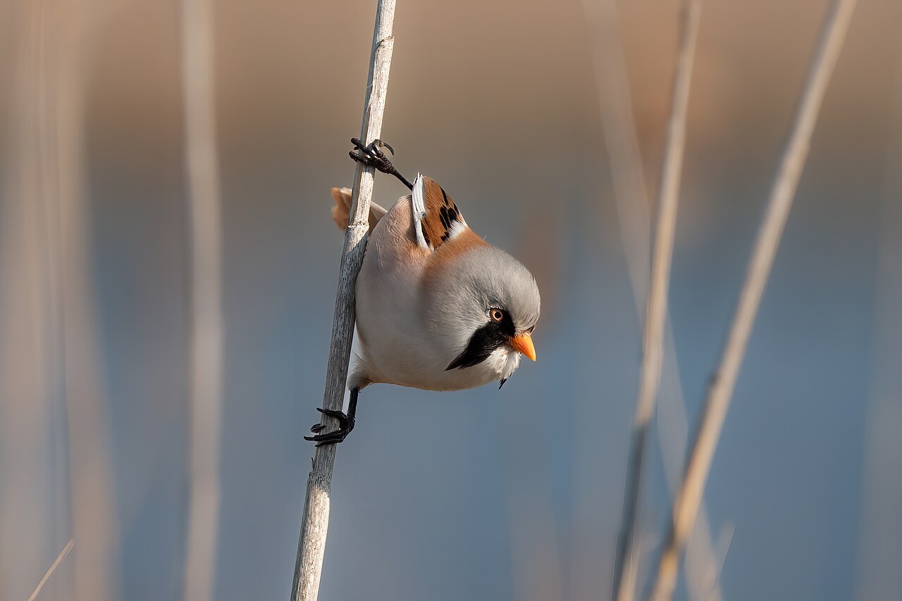 Bigotudo (Panurus biarmicus)