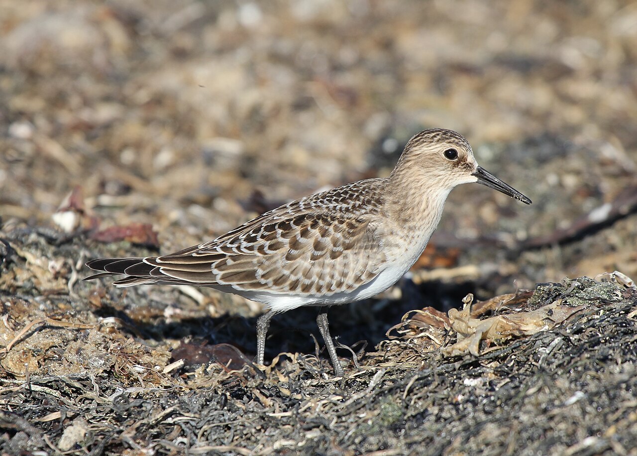 Baird's Sandpiper (Calidris bairdii)