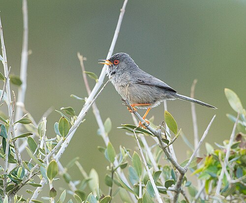 Balearic Warbler (Curruca balearica)