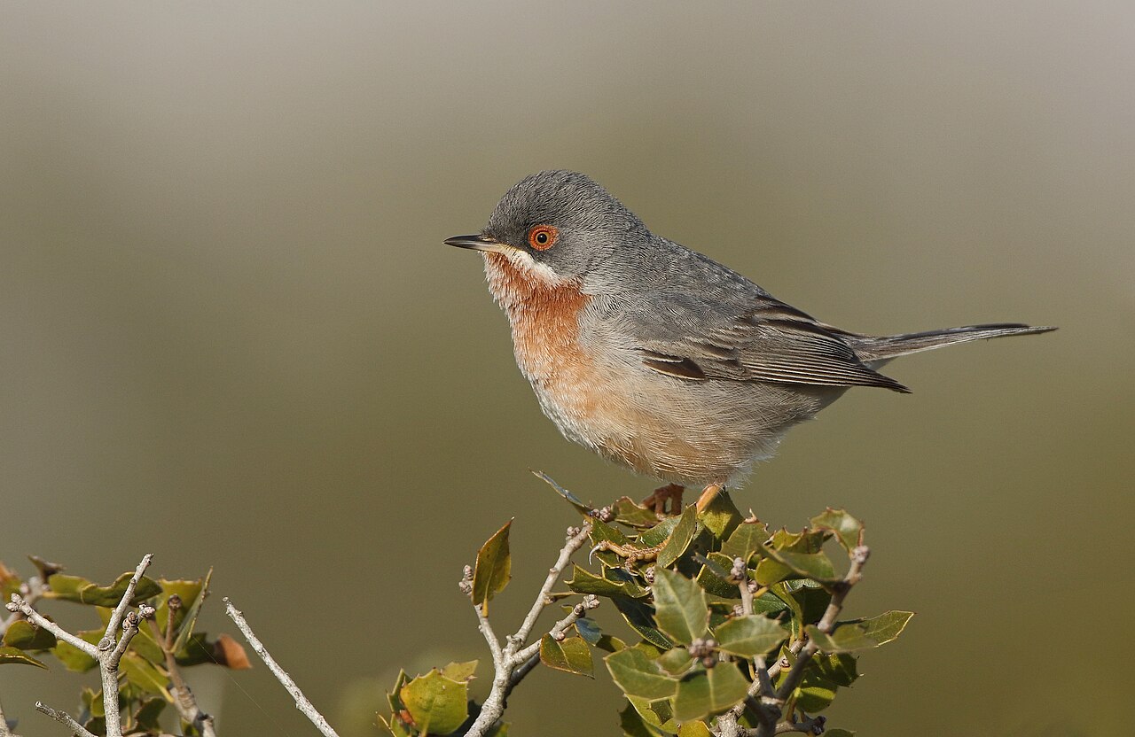 Curruca carrasqueña oriental (Curruca cantillans)