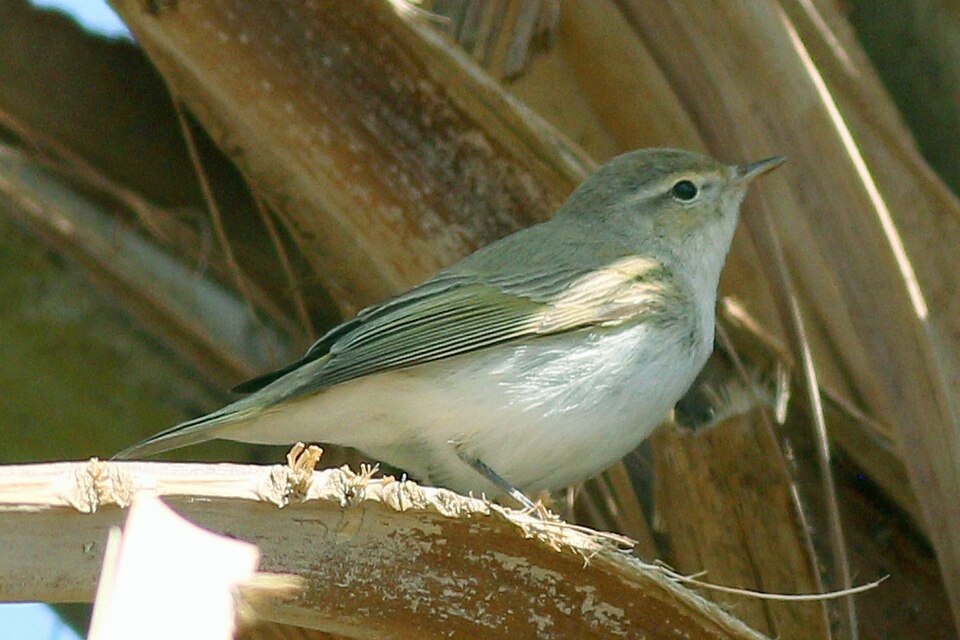 Balkanbergfluiter (Phylloscopus orientalis)