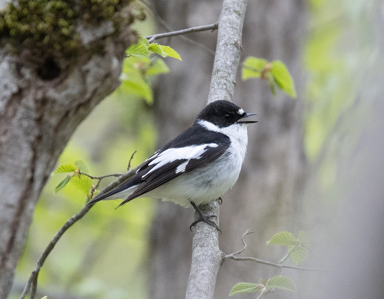 Papamoscas semicollarino (Ficedula semitorquata)