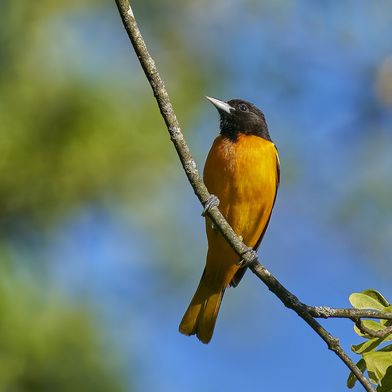 Turpial de Baltimore (Icterus galbula)