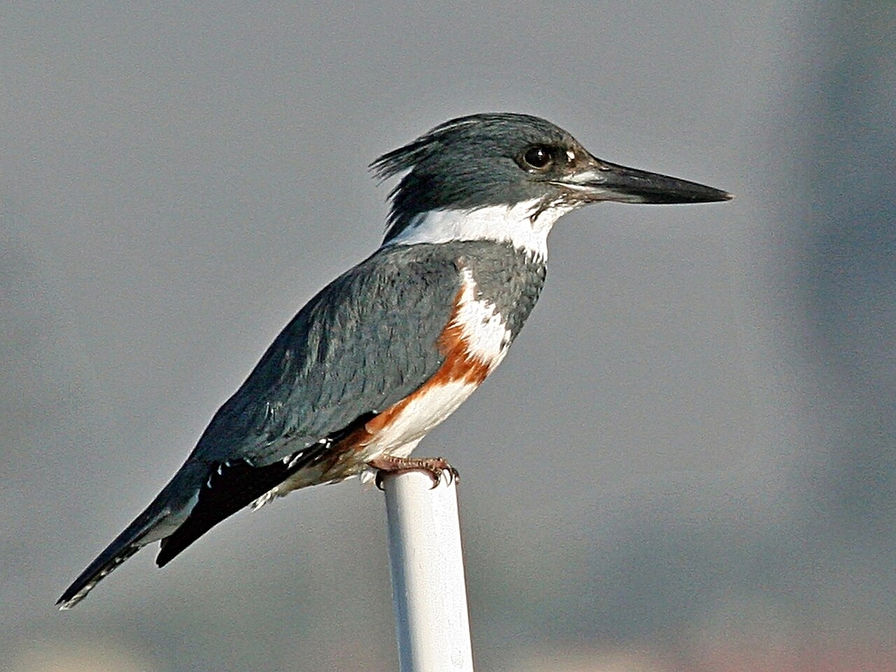 Bandijsvogel (Megaceryle alcyon)