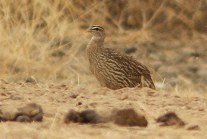 Double-Spurred Spurfowl (Pternistis bicalcaratus)