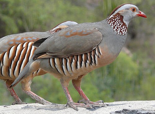 Barbary Partridge (Alectoris barbara)