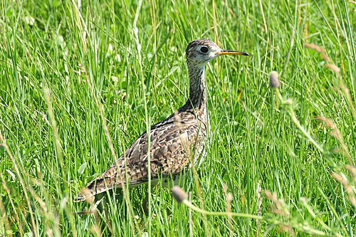Upland Sandpiper (Bartramia longicauda)