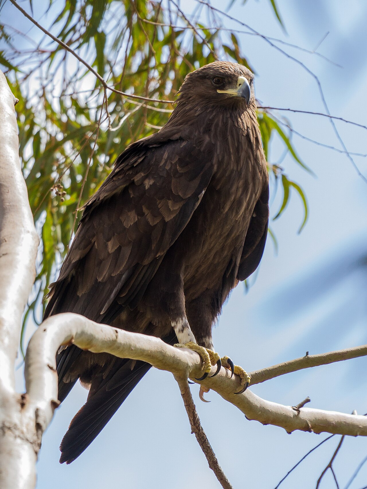Águila moteada (Clanga clanga)