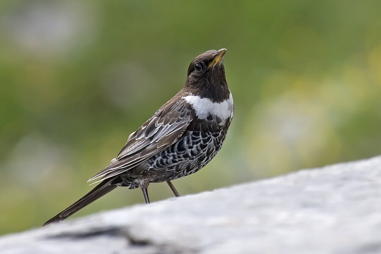 Mirlo capiblanco, subespecie alpestris, mirlo capiblanco alpino