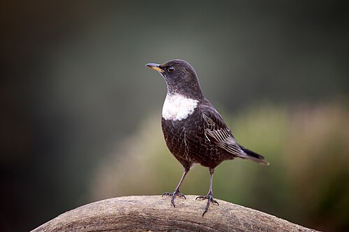 Ring Ouzel (Turdus torquatus)