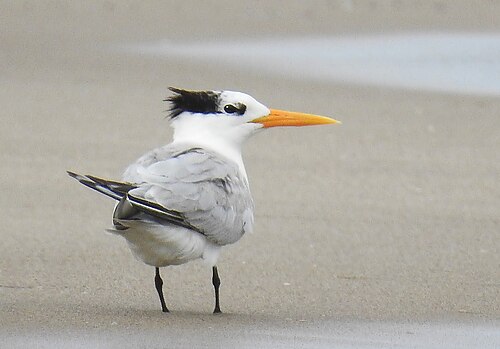 Lesser Crested Tern (Thalasseus bengalensis)